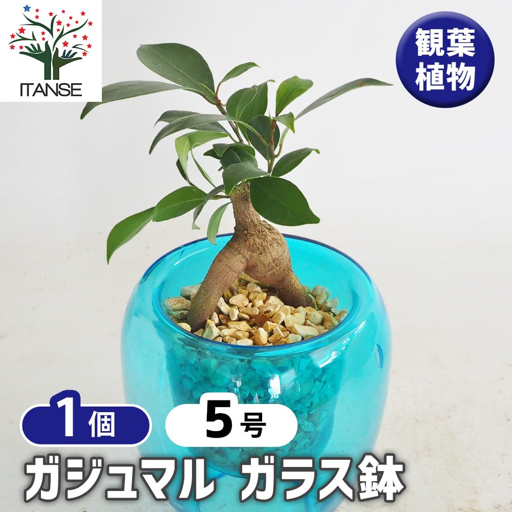Amazon｜ITANSE ガジュマル ガラス鉢 鉢色見計らい 5号 1個売り